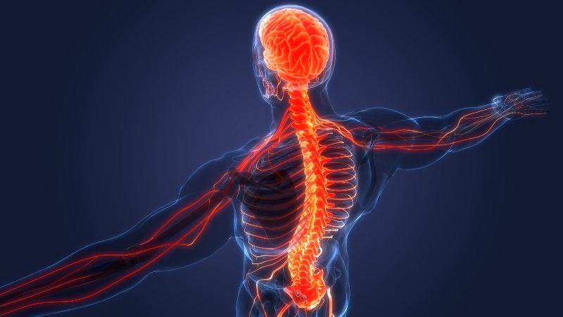 Soft-tissue Injury? Your Chiropractor Can Reduce Pain, Improve